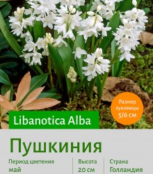  Пушкиния (Puschkinia) libanotica Alba